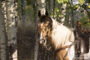 horses in a clinic with their owners at a farm in Longmont, Colorado