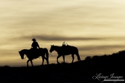 Quarter horses at a ranch in Shell, Wyoming in winter