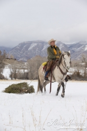Quarter horses at a ranch in Shell, Wyoming in winter