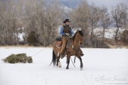 Quarter horses at a ranch in Shell, Wyoming in winter