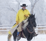 Quarter horses at a ranch in Shell, Wyoming in winter