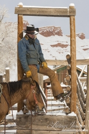 Quarter horses at a ranch in Shell, Wyoming in winter
