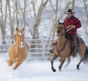 A mustang at a ranch in Shell, Wyoming in winter