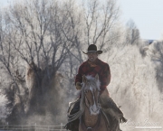 Quarter horses at a ranch in Shell, Wyoming in winter