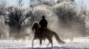 Quarter horses at a ranch in Shell, Wyoming in winter