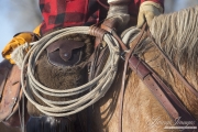 Quarter horses at a ranch in Shell, Wyoming in winter
