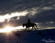 Quarter horses at a ranch in Shell, Wyoming in winter