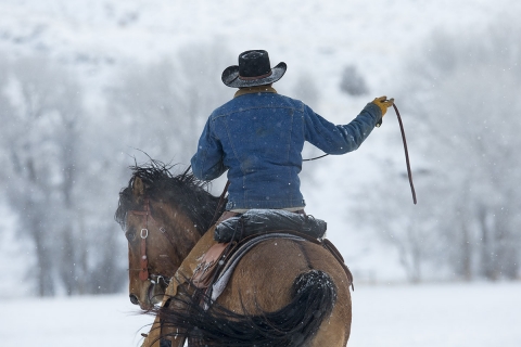Quarter horses at a ranch in Shell, Wyoming in winter