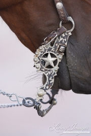 Flitner Ranch, Shell, WY - fancy silver bit on cow horse