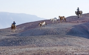 Flitner Ranch, Shell, WY - cowboy drives two paints and grey Quarter horse while other cowboy gallops around the side
