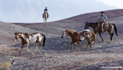 Flitner Ranch, Shell, WY - cowboy drives 3 horses while other cowboy looks on from hill
