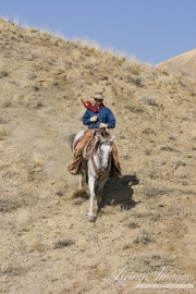 Flitner Ranch, Shell, WY - cowboy rides fast down the steep hill, stirring up dust