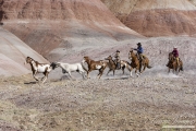 Flitner Ranch, Shell, WY - three cowboys chase two paint horses and grey Quarter horse