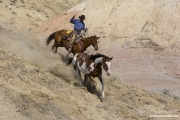 Flitner Ranch, Shell, WY - cowboy drives paint horse down hill
