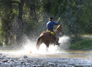 Flitner Ranch, Shell, WY - cowboy lopes through stream with water spraying up