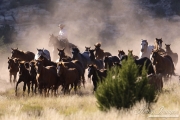 Cowboy drives Quarter Horse mares and foals run in dust , San Cristobal Ranch, NM