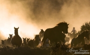 Cowboy drives Quarter Horse mares and foals run in dust, San Cristobal Ranch, NM