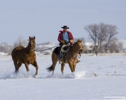 Chestnut Quarter Horse gelding (being led) and red dun Quarter horse gelding (under saddle) in Bethoud, Colorado in snow