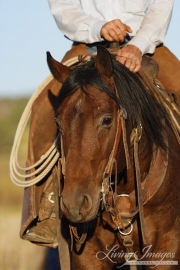 Bay Quarter horse stallion head, San Cristobal Ranch, NM