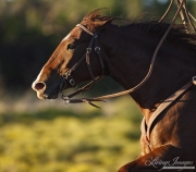 Quarter horse mare running, San Cristobal Ranch, NM