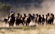 Cowboy drives Quarter Horse mares and foals run in dust, San Cristobal Ranch, NM