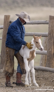 Sombrero Ranch, Craig, CO, cowboy steadying newborn foal