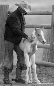 Sombrero Ranch, Craig, CO, cowboy steadying newborn foal