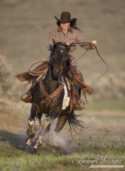cowgirl running paint horse through water, Sombrero Ranch, Craig, Colorado