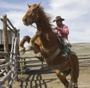 cowboy's first ride for the year on ranch horse at Sombrero Ranch, Craig, Colorado