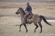 cowboy rides grulla ranch horse at Sombrero Ranch, Craig, Colorado
