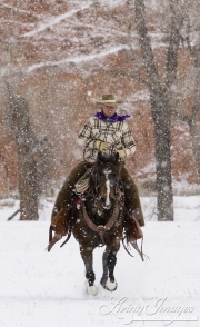 Flitner Ranch, Shell, WY, horses in winter, cowboy riding in the snow