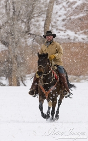 Flitner Ranch, Shell, WY, horses in winter, cowboy riding in the snow