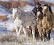 Quarter horses running in the snow at Flitner Ranch driven by a cowboy, Shell, WY