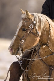 palomino quarter horse stallion at Flitner Ranch, Shell, WY