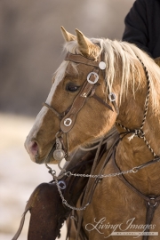palomino quarter horse stallion at Flitner Ranch, Shell, WY