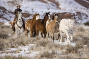cowboy driving Quarter horses in snow at Flitner Ranch, Shell, WY