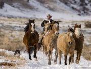 cowboy driving quarter horses with dog running in the snow at Flitner Ranch, Shell, WY