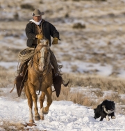 cowboy on palomino quarter horse with dog running in the snow at Flitner Ranch, Shell, WY