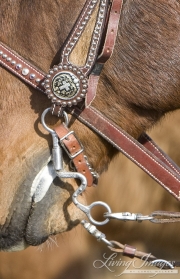 Sombrero Ranch, Craig, CO, bit and bridle on horse
