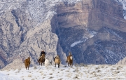 Flitner Ranch, Shell, WY, horses in winter, cowboy driving horses with dog in the snow