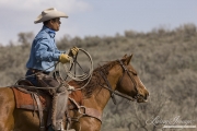 Sombrero Ranch, Craig, CO, cowboy shakes a loop while riding