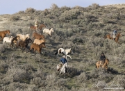 Sombrero Ranch, Craig, CO, cowboys driving horses