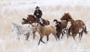 Flitner Ranch, Shell, WY, horses in winter, cowboy on horse driving horses running in snow