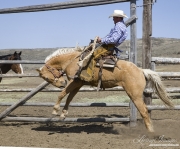 Sombrero Ranch, Craig, CO, cowboy riding bucking palomino horse