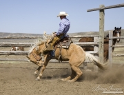 Sombrero Ranch, Craig, CO, cowboy riding bucking palomino