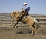 Sombrero Ranch, Craig, CO, cowboy riding bucking palomino horse