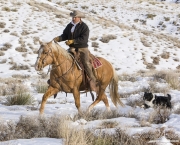 Flitner Ranch, Shell, WY, horses in winter, cowboy riding palomino stallion in snow
