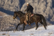 Flitner Ranch, Shell, WY, horses in winter, cowboy loping horse in snow