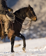 Flitner Ranch, Shell, WY, horses in winter, horse ridden in snow
