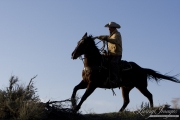 Sombrero Ranch, Craig, CO, cowboy running horse rope in hand